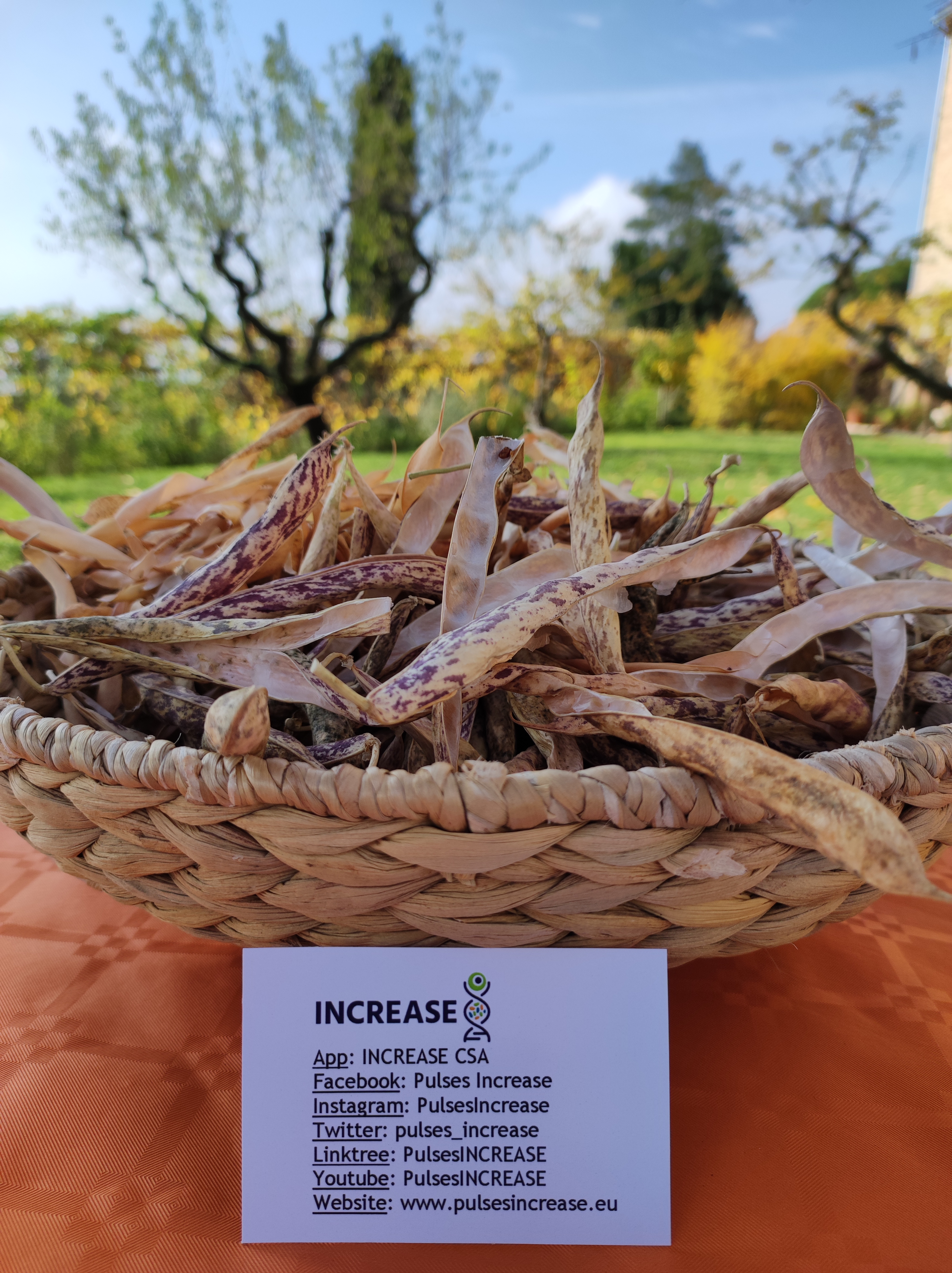 Citizen Science Experiment